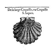 coquille 1554