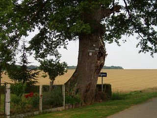 le chêne-oratoire le long du chemin